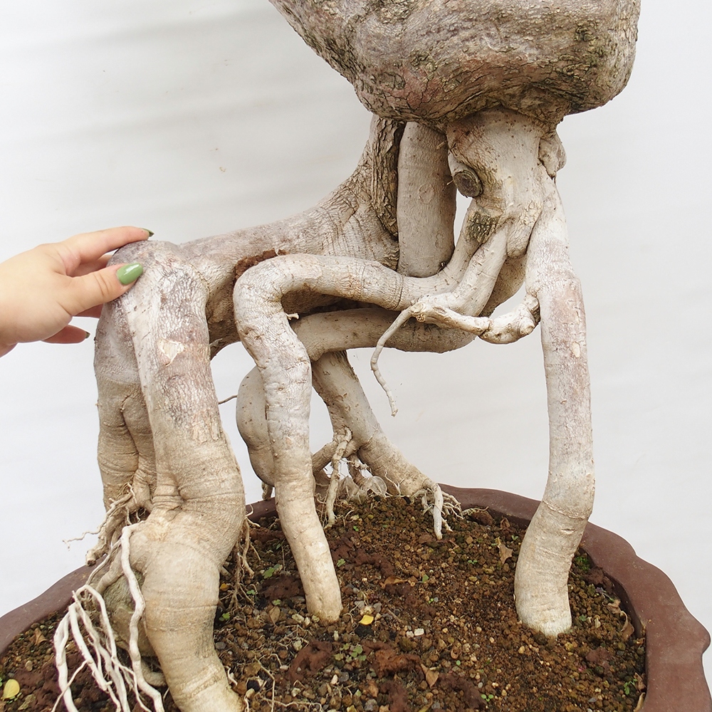 Camera bonsai - Bouganwilea