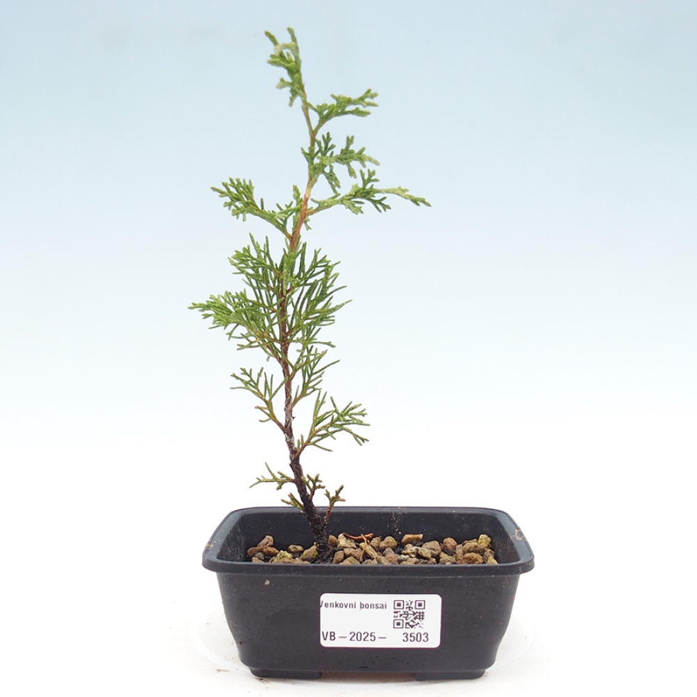 Bonsai da esterno - Juniperus chinensis Itoigawa