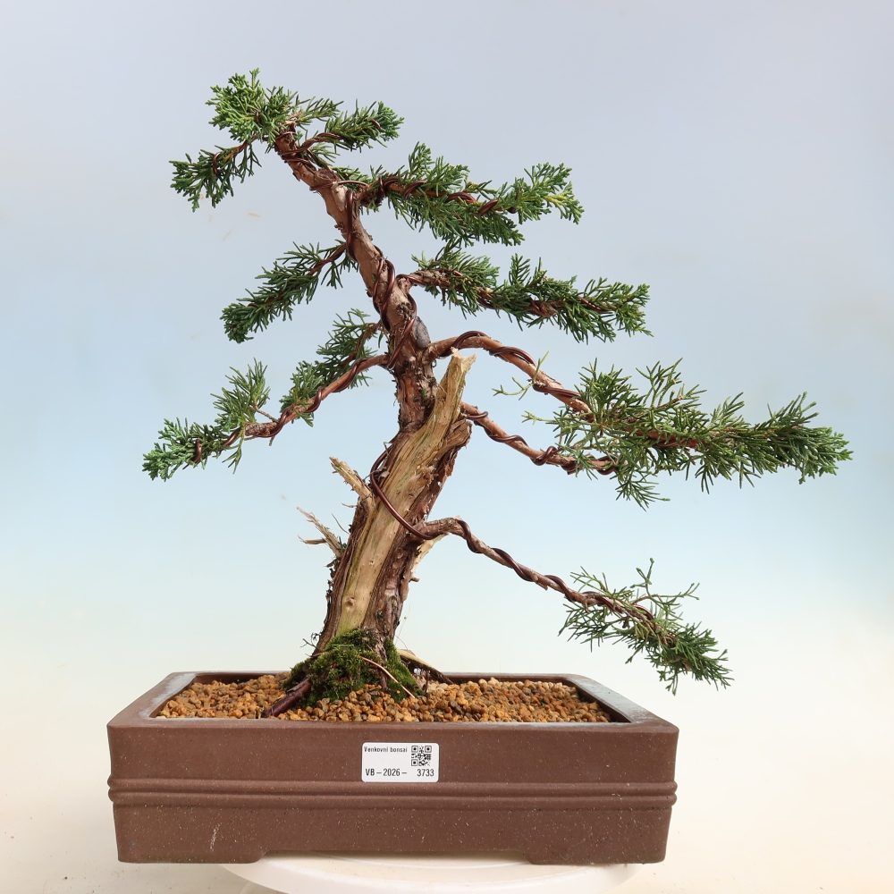 Bonsai da esterno - Juniperus chinensis Kishu