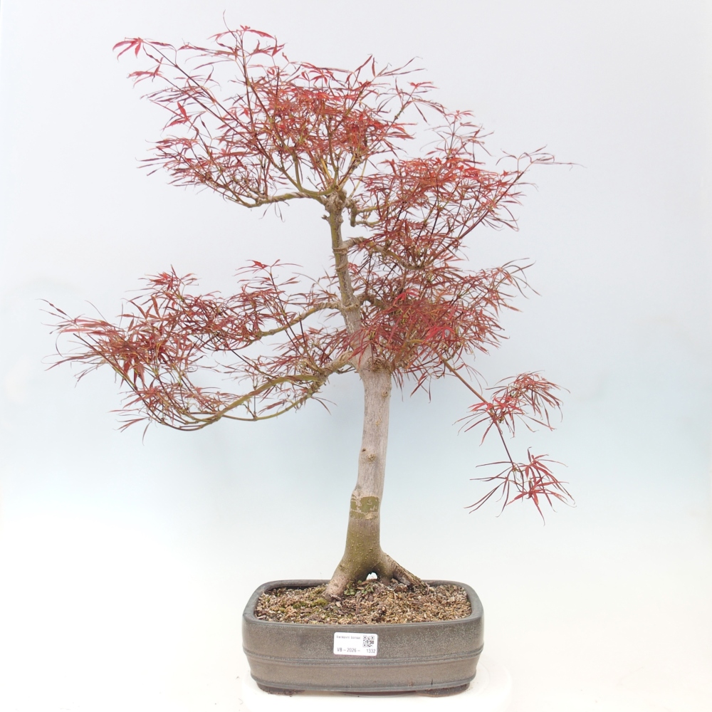 Bonsai da esterno - Acer palmatum RED PYGMY