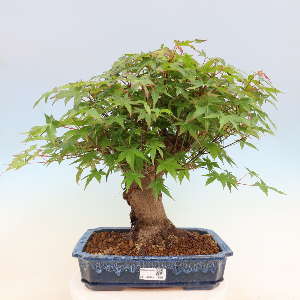 Bonsai da esterno - Acero Burger - Acer Burgerianum