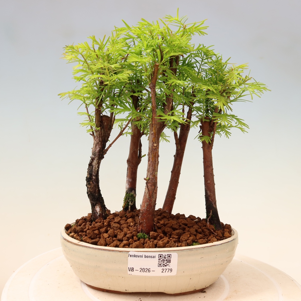 Bonsai da esterno - Metasequoia glyptostroboides - Metasequoia cinese - boschetto