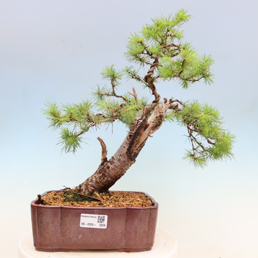 Bonsai da esterno -Larix decidua - Larice