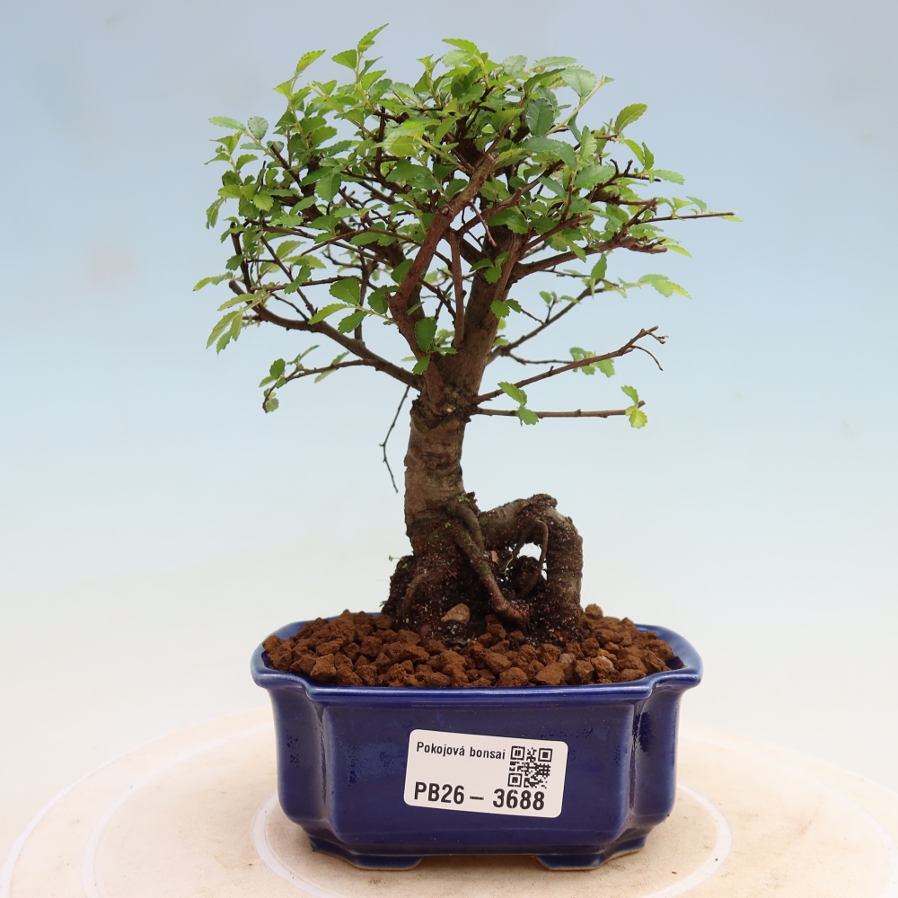 Camera bonsai - Ulmus parvifolia - Olmo a foglie piccole