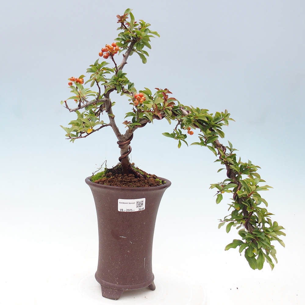 Bonsai da esterno-Pyracantha Teton -Hlox