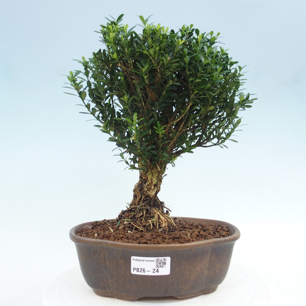 Camera bonsai - Buxus harlandii - buxus da sughero