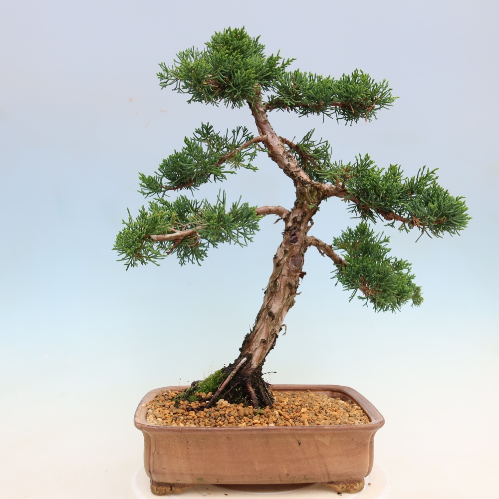 Bonsai da esterno - Juniperus chinensis Kishu