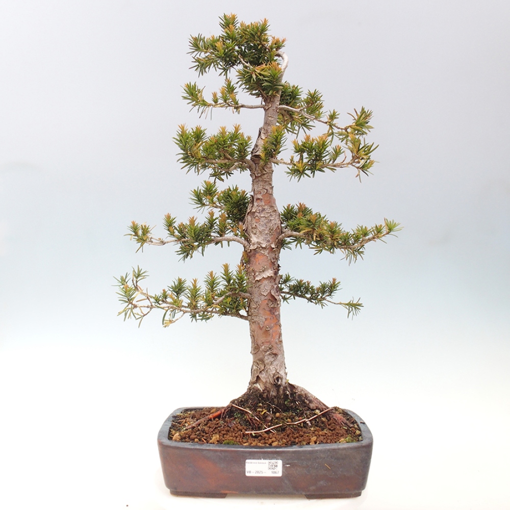 Bonsai da esterno - Taxus cuspidata - Tasso giapponese