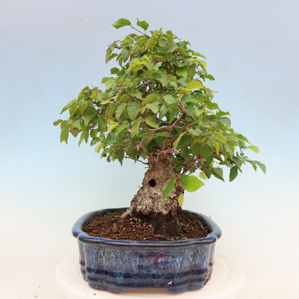 Bonsai da esterno -Carpinus Coreana - Carpino coreano
