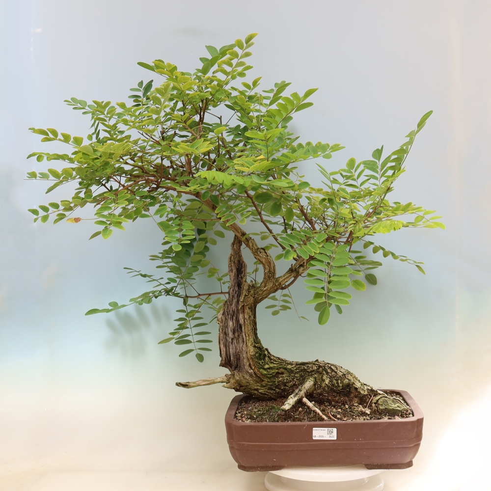 Bonsai da esterno - Acacia spinosa - Robinia pseudoacacia