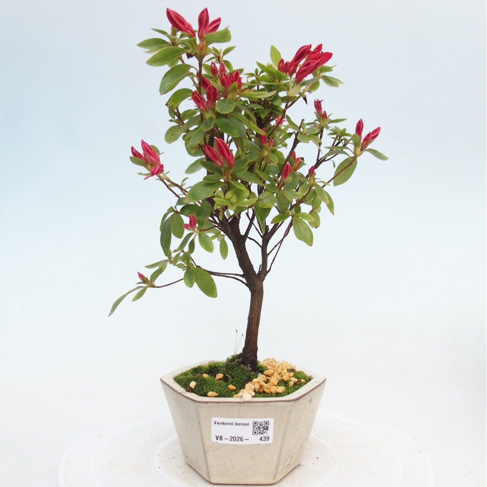 Bonsai da esterno - Azalea giapponese - Azalea sp.