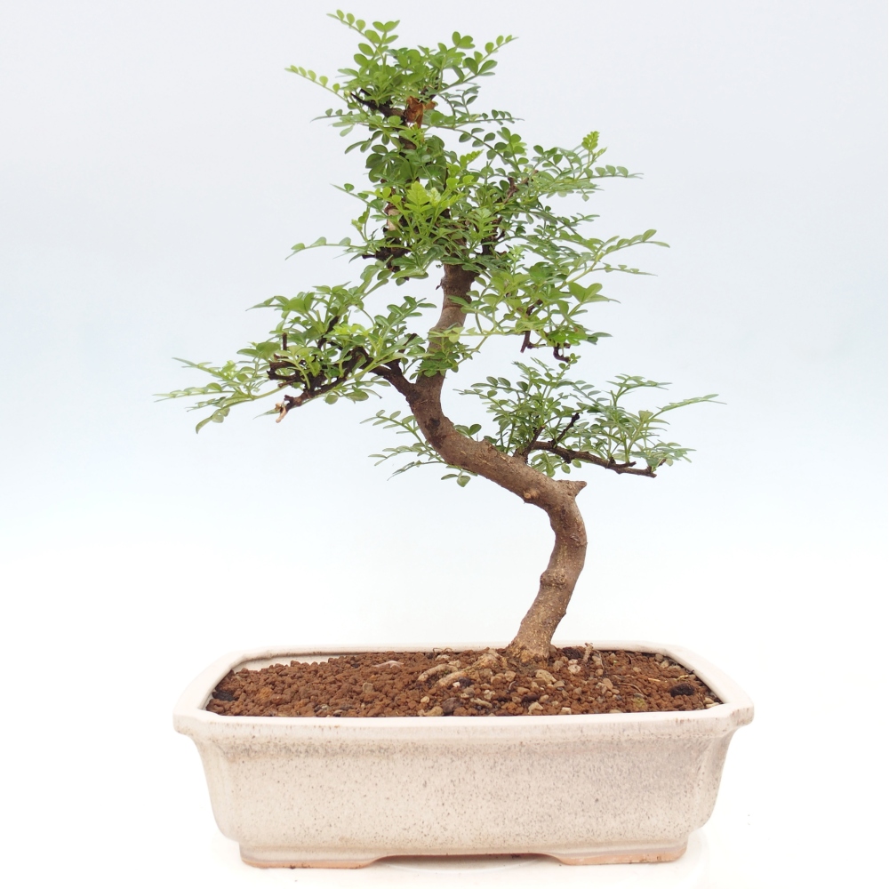 Camera bonsai - Zantoxylum piperitum - albero del pepe