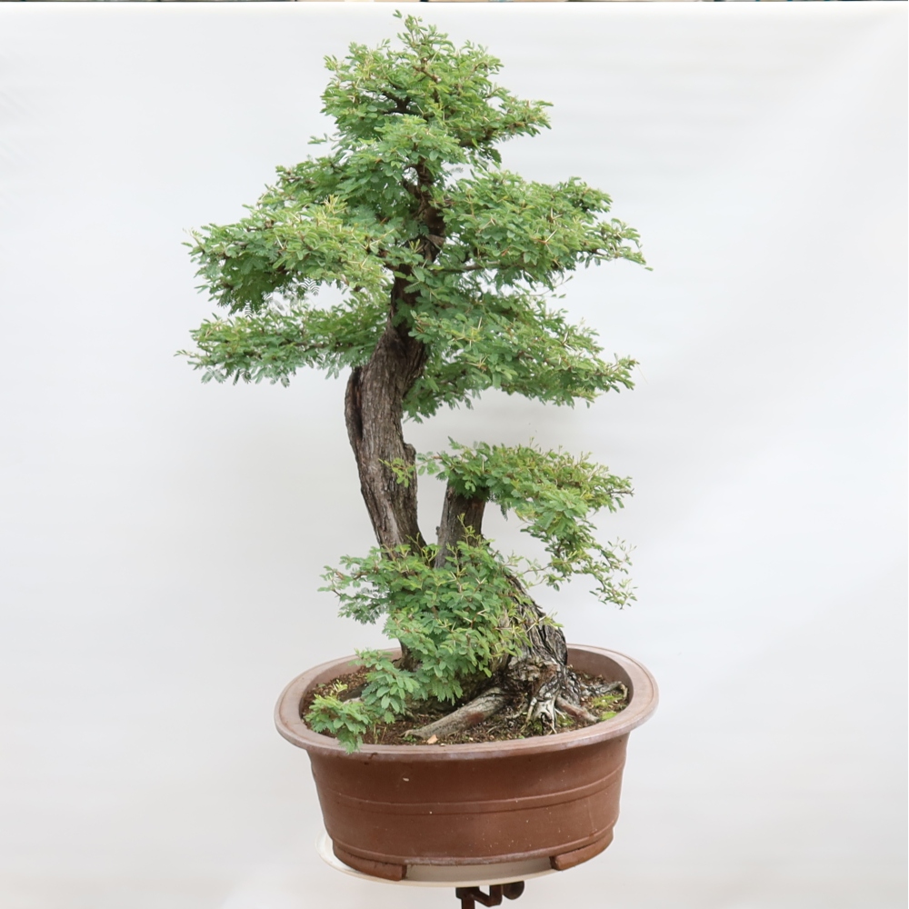 Camera bonsai - Acacias Arabica
