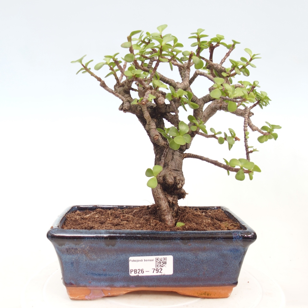 Camera bonsai - Portulakaria Afra - Tlustice