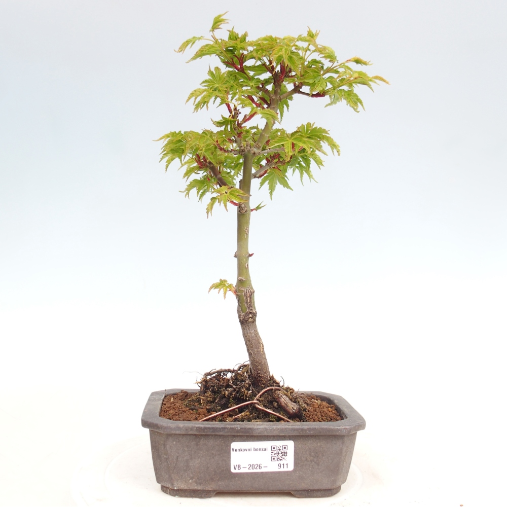 Bonsai da esterno -Javor a foglie piccole SHISHIGASHIRA