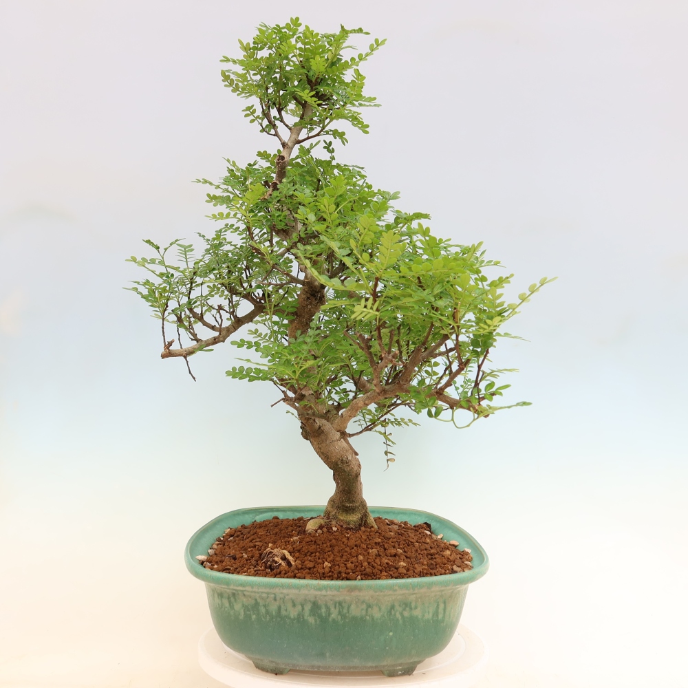 Camera bonsai - Zantoxylum piperitum - albero del pepe