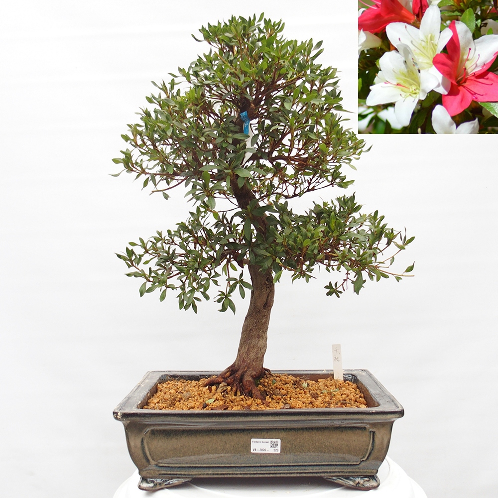 Bonsai da esterno - Azalea giapponese - Azalea CHIHIRO