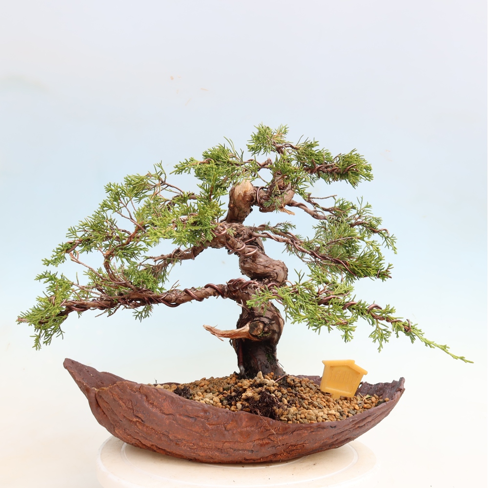 Bonsai da esterno - Juniperus chinensis Itoigawa-Juniperus chinensis