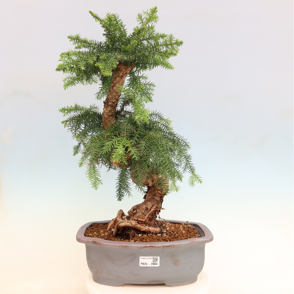 Bonsai da camera - Araucaria - Abete da camera