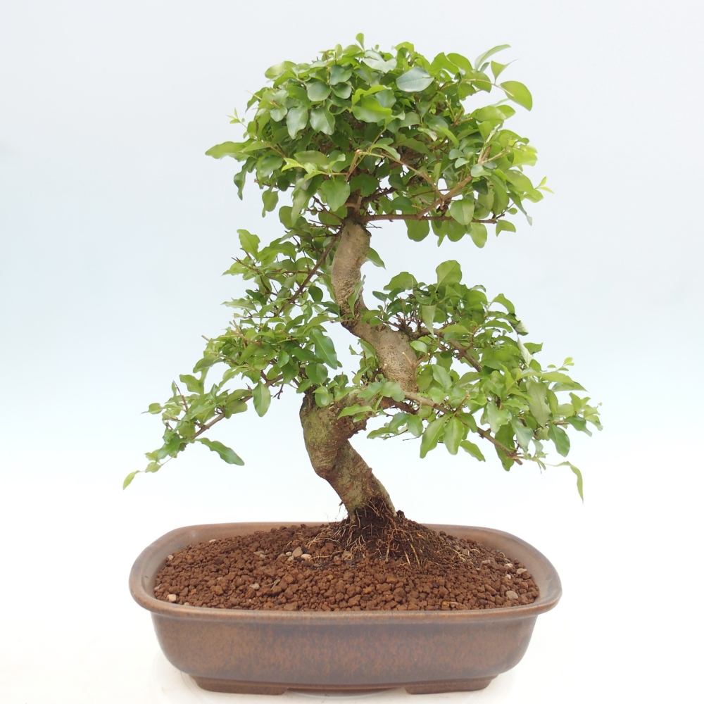 Camera bonsai -Ligustrum chinensis - Becco d'uccello