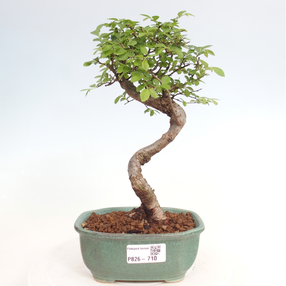 Camera bonsai - Ulmus parvifolia - Olmo a foglie piccole