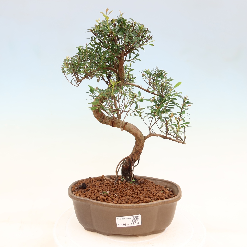 Camera bonsai - Syzygium - Pimento