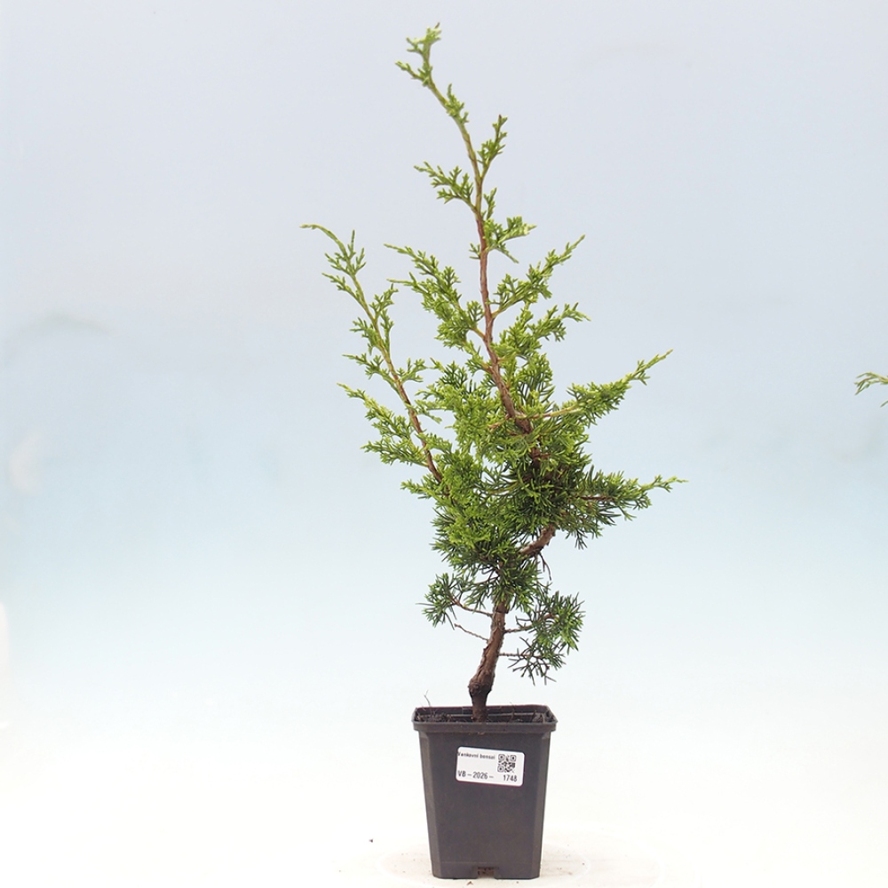 Bonsai da esterno - Juniperus chinensis Itoigawa
