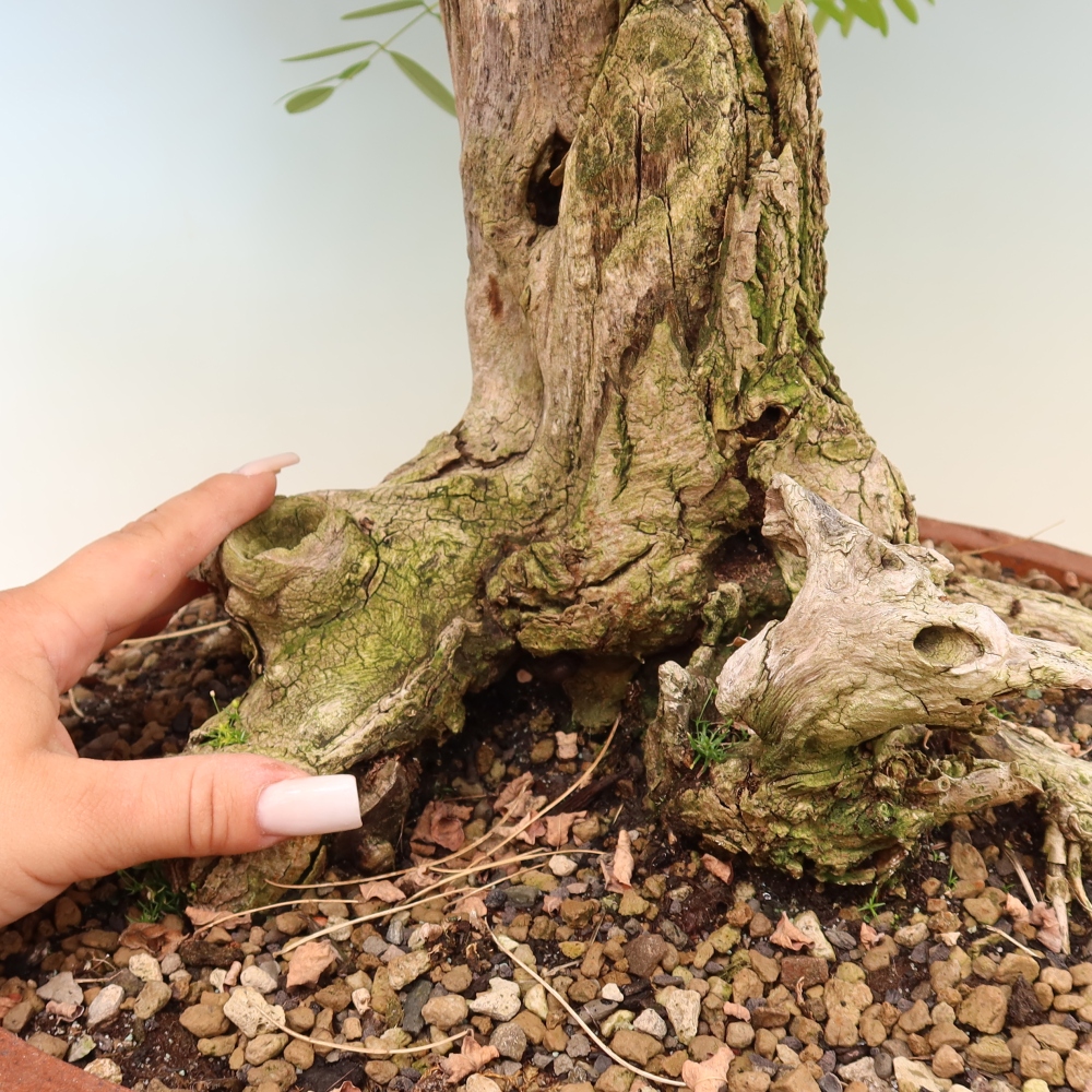 Bonsai da esterno - Acacia spinosa - Robinia pseudoacacia