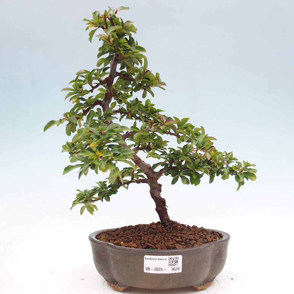 Bonsai da esterno-Pyracantha Teton -Hlox