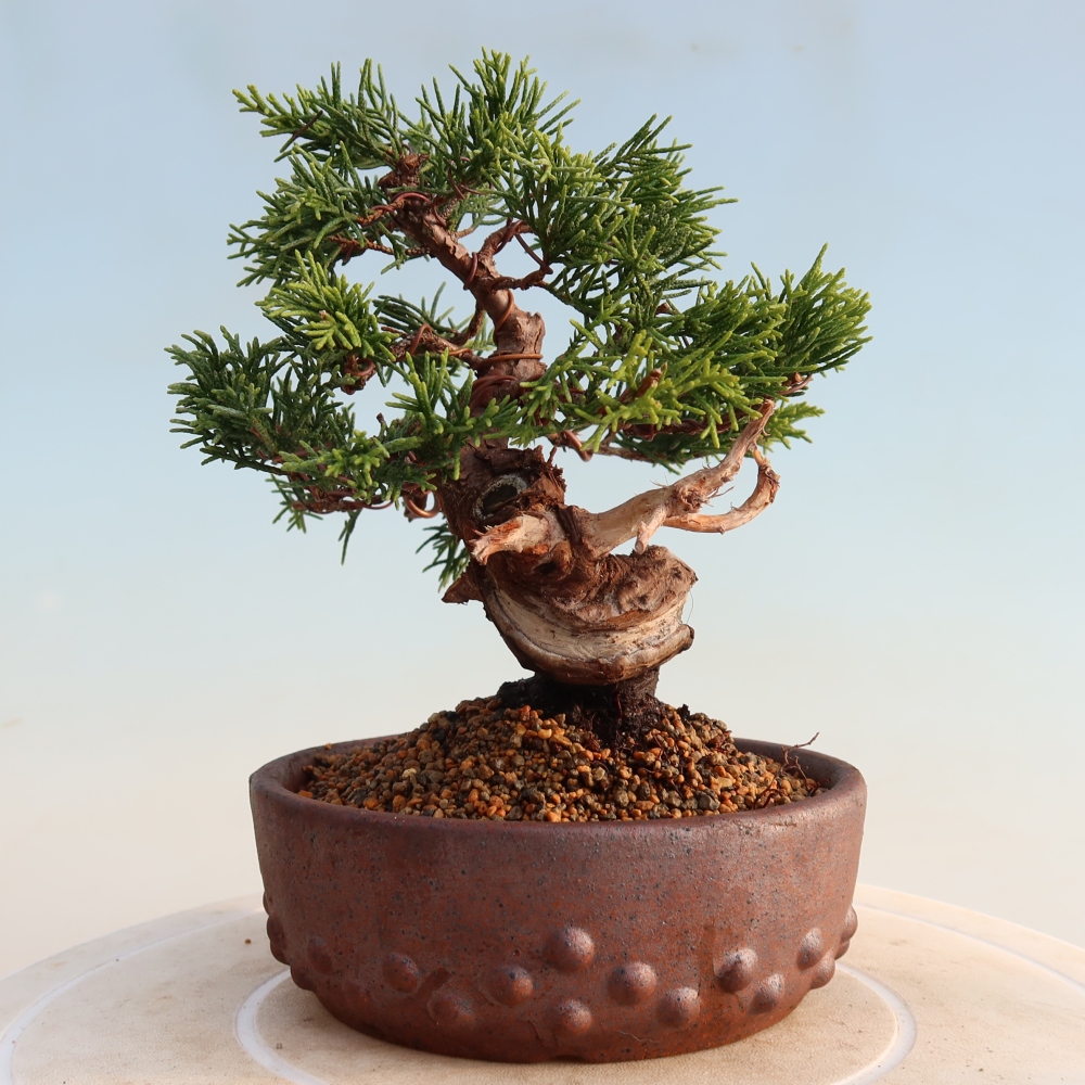 Bonsai da esterno - Juniperus chinensis Itoigawa