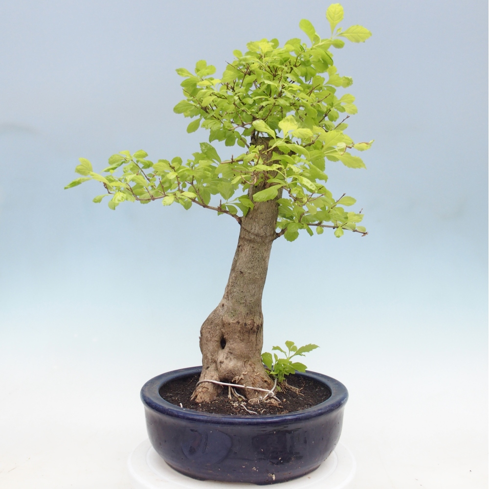 Camera bonsai - Duranta erecta Aurea