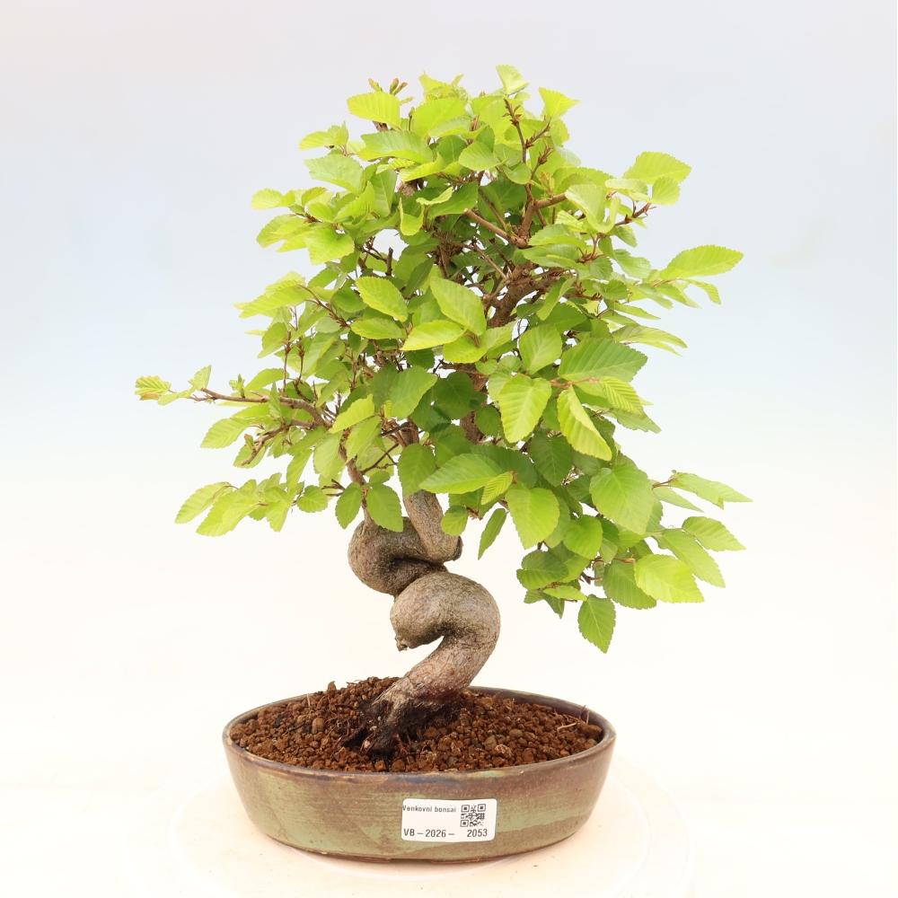 Bonsai da esterno -Carpinus Coreana - Carpino coreano