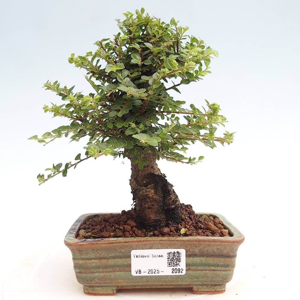 Bonsai da esterno - Ulmus parvifolia Hokkaido - Olmo cinese