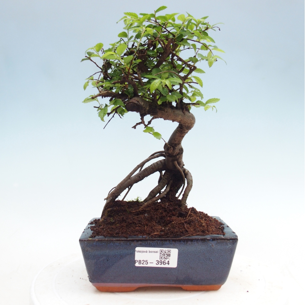 Camera bonsai - Ulmus parvifolia - Olmo a foglie piccole