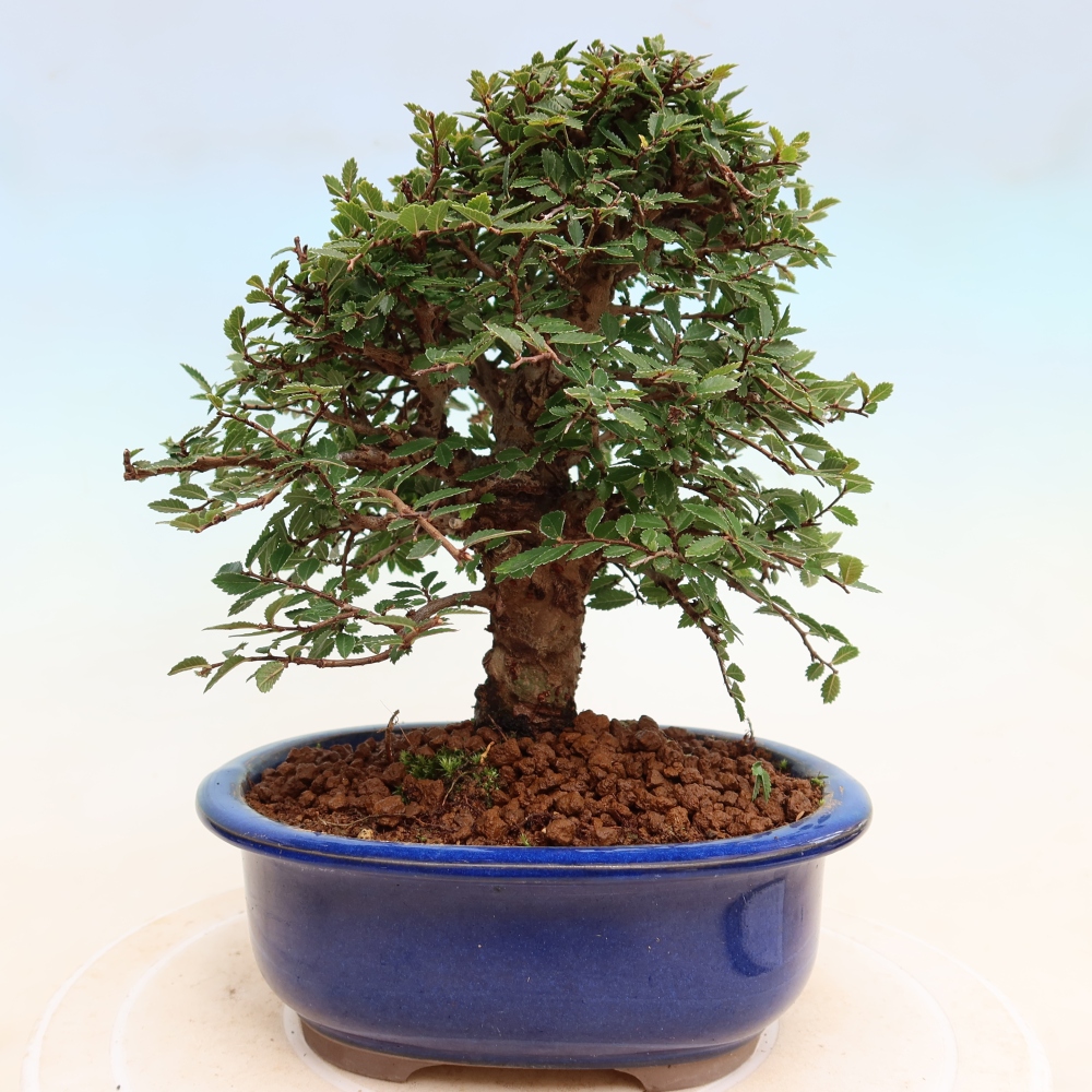Bonsai da esterno - Zelkova - Zelkova NIRE