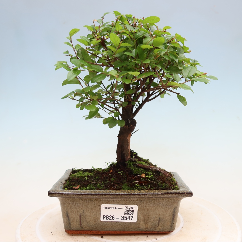 Camera bonsai - Sageretia thea - Sageretia thea
