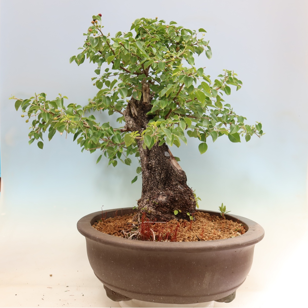 Bonsai da esterno - Mahalebka - Prunus mahaleb