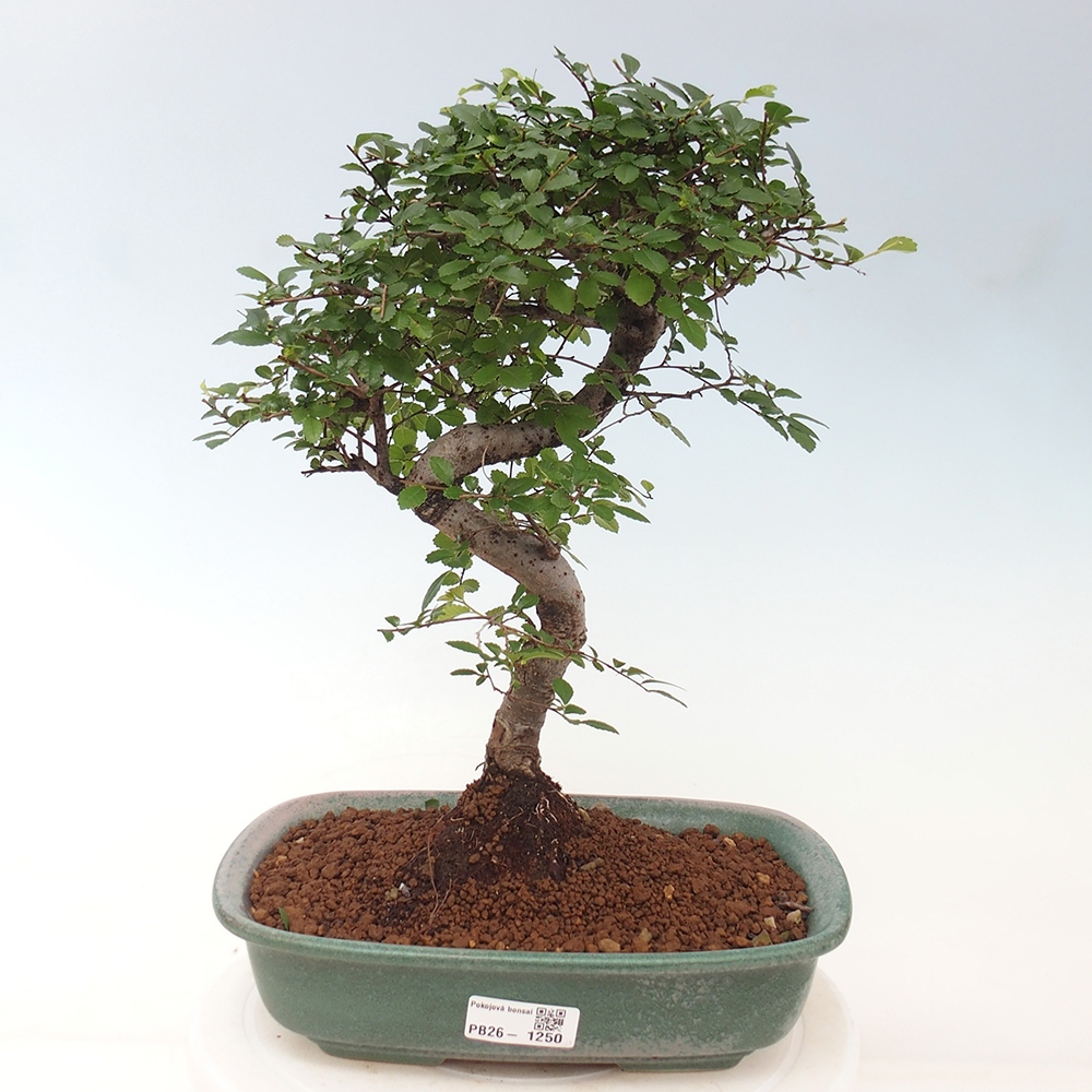 Camera bonsai - Ulmus parvifolia - Olmo a foglie piccole