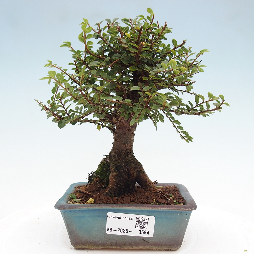 Bonsai da esterno - Ulmus parvifolia Hokkaido - Olmo cinese