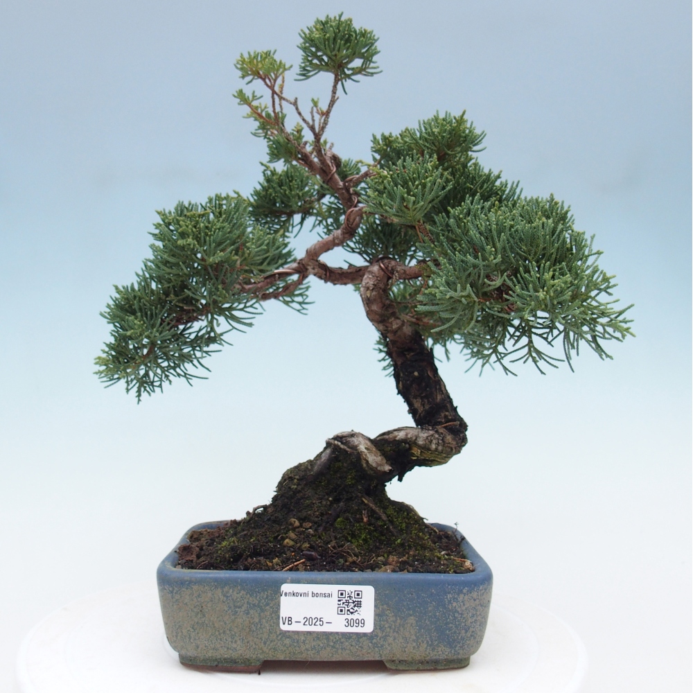 Bonsai da esterno - Juniperus chinensis Kishu