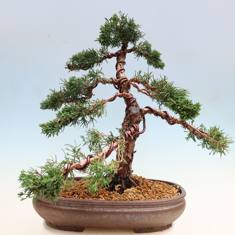 Bonsai da esterno - Juniperus chinensis Kishu