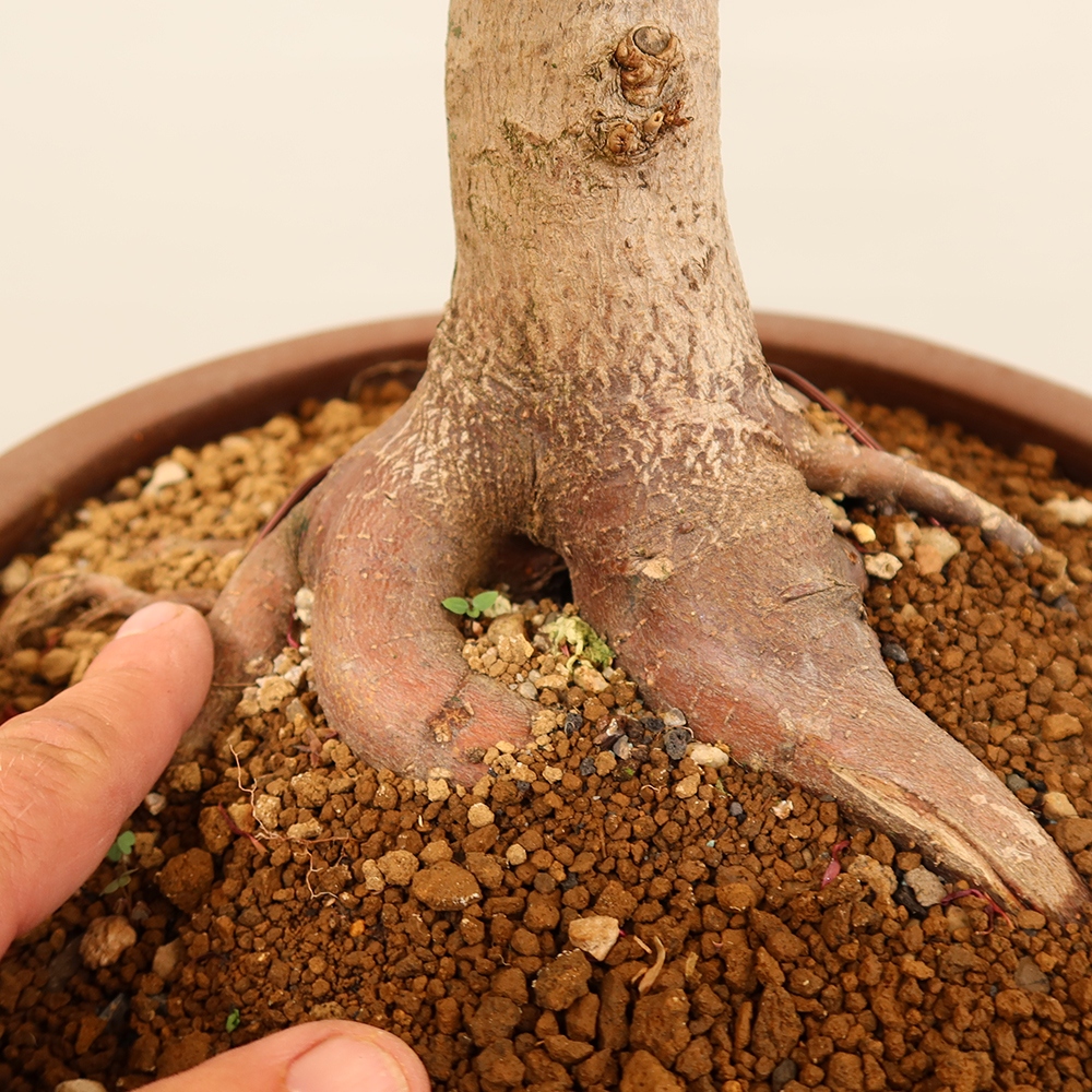 Bonsai da esterno - Acero palmatum - Palme