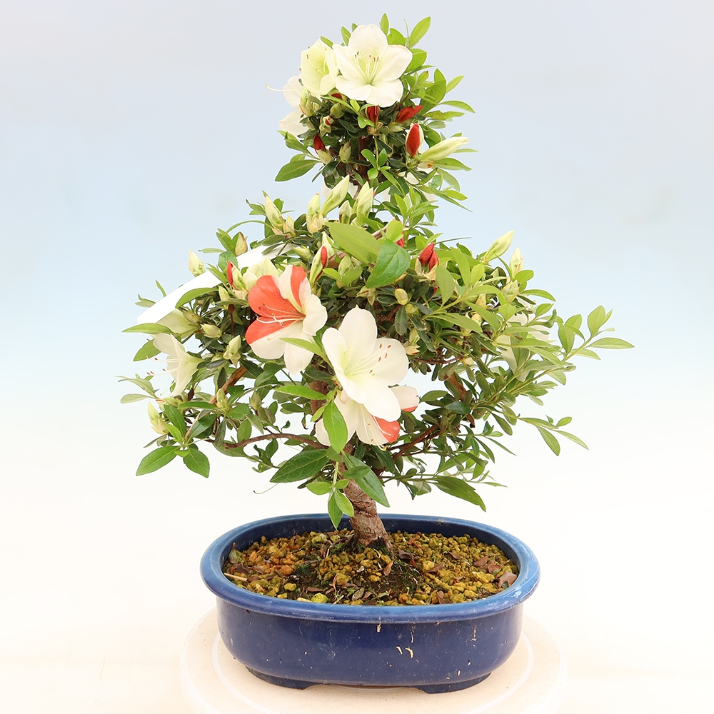 Bonsai da esterno - Azalea giapponese - Azalea Asahi-no-izumi