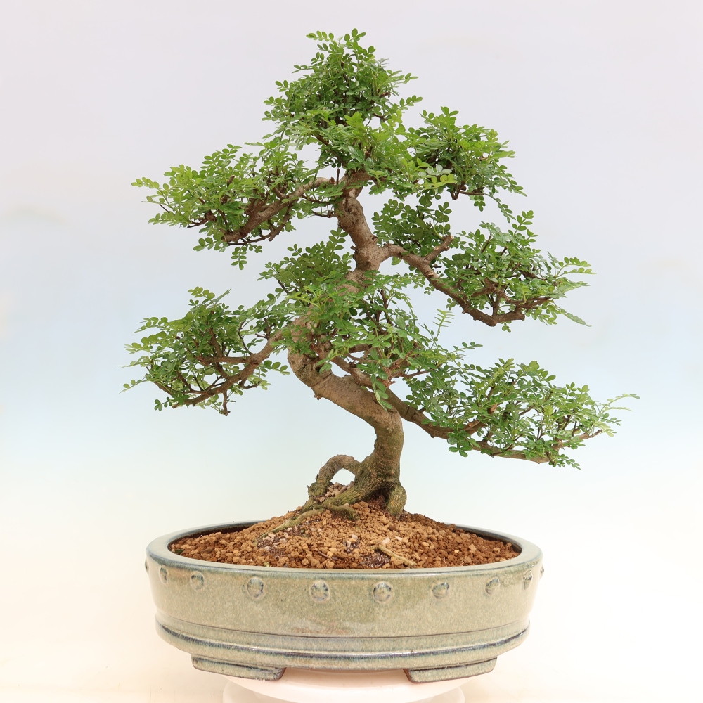 Camera bonsai - Zantoxylum piperitum - albero del pepe