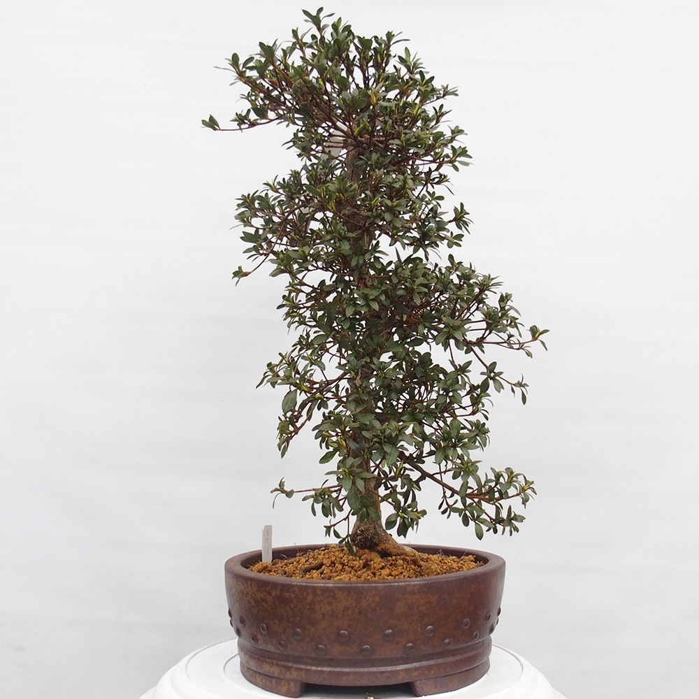 Bonsai da esterno - Azalea giapponese - Azalea Akari