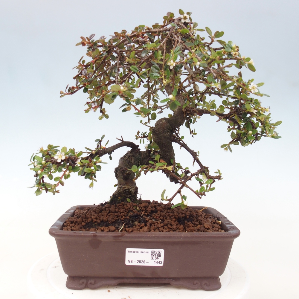 Bonsai da esterno - Cotoneaster dammeri - Roccia di Damer
