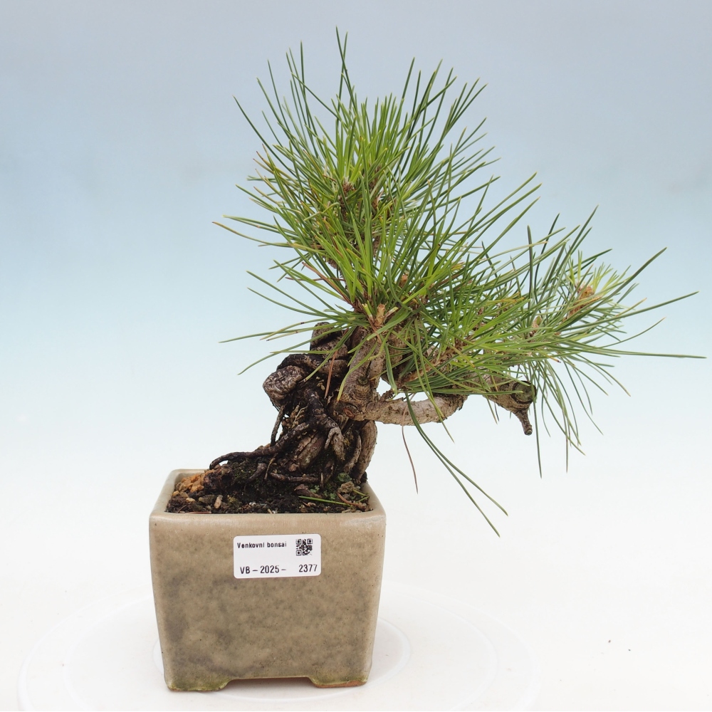 Bonsai da esterno - Pinus thunbergii - Pino di Thunberg