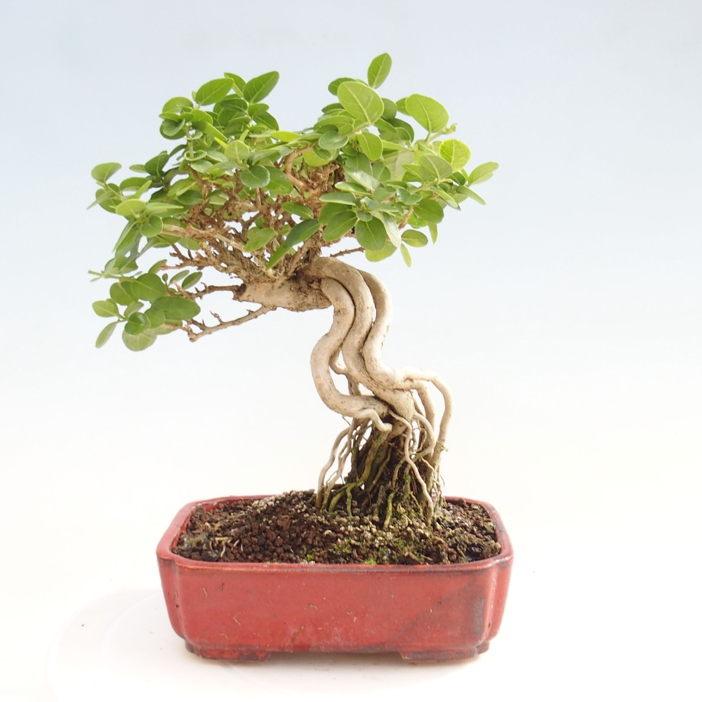 Bonsai da interno - Premna serratifolia - Kozlovna malolista