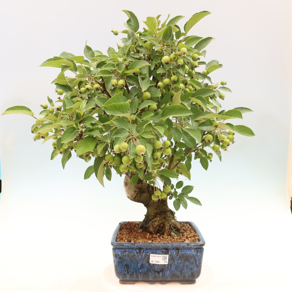 Bonsai da esterno -Malus halliana - Melo a frutto piccolo