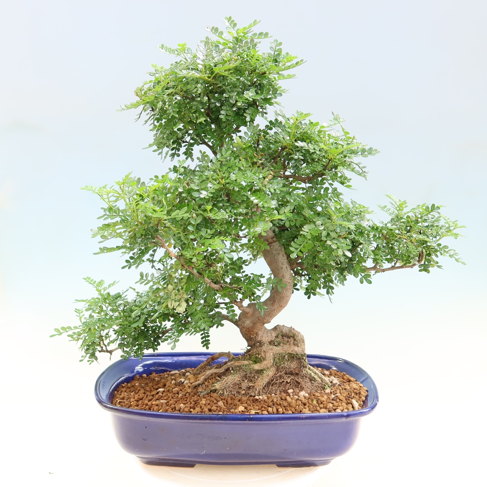 Camera bonsai - Zantoxylum piperitum - albero del pepe